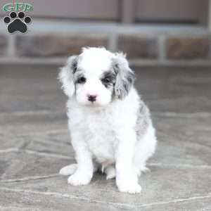 Reed, Cavapoo Puppy